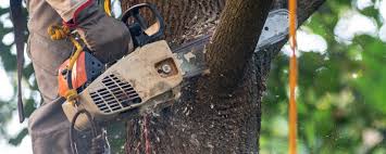 How Our Tree Care Process Works  in  Leland Grove, IL