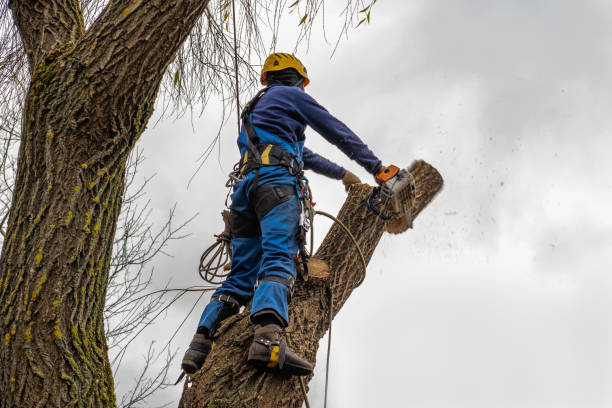 Leland Grove, IL  Tree Services Company